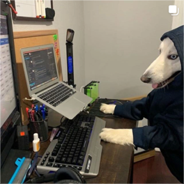 Instagram image: dog at work
